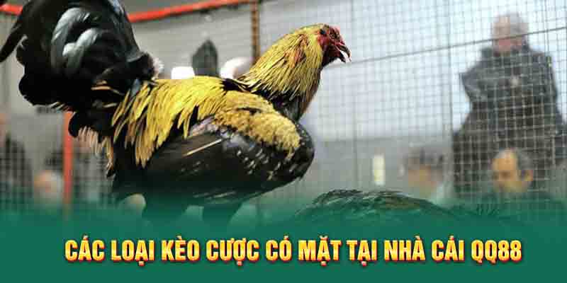 Các loại kèo cược có mặt tại nhà cái QQ88
