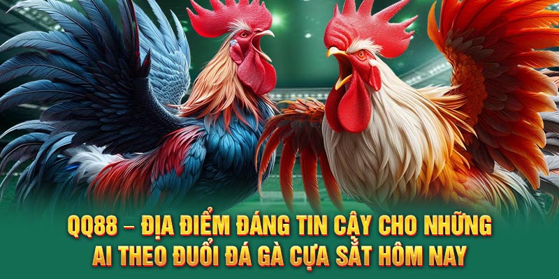 QQ88 – địa điểm đáng tin cậy cho những ai theo đuổi đá gà cựa sắt hôm nay